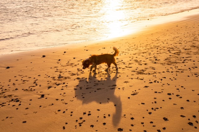 供血犬の存在